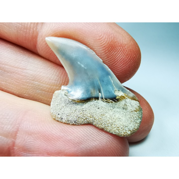 shark tooth: Cosmopolitodus planus - Miocene -  Bakersfield, California - USA