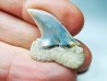 dent de requin: Cosmopolitodus planus - Miocène - Bakersfield, Californie - USA