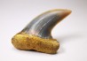 shark tooth: Cosmopolitodus planus - Miocene - Bakersfield, California - USA