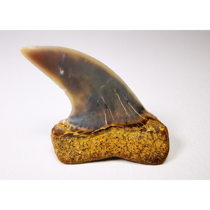 dent de requin: Cosmopolitodus planus - Miocène - Bakersfield, Californie - USA
