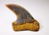 shark tooth: Cosmopolitodus planus - Miocene - Bakersfield, California - USA