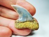 dent de requin: Cosmopolitodus planus - Miocène - Bakersfield, Californie - USA