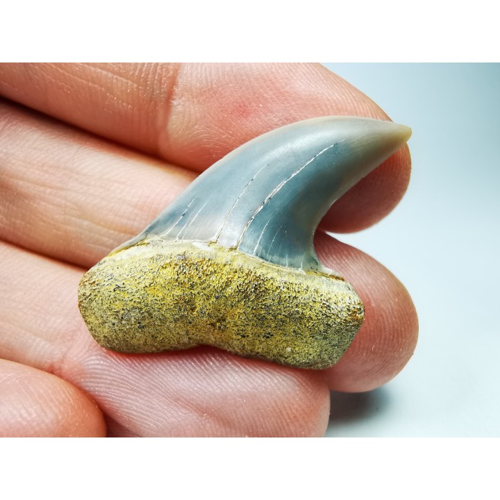 shark tooth: Cosmopolitodus planus - Miocene -  Bakersfield, California - USA