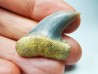 shark tooth: Cosmopolitodus planus - Miocene - Bakersfield, California - USA