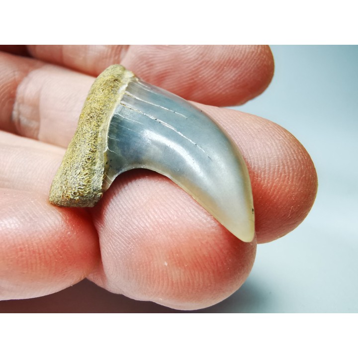 shark tooth: Cosmopolitodus planus - Miocene -  Bakersfield, California - USA