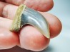 shark tooth: Cosmopolitodus planus - Miocene - Bakersfield, California - USA