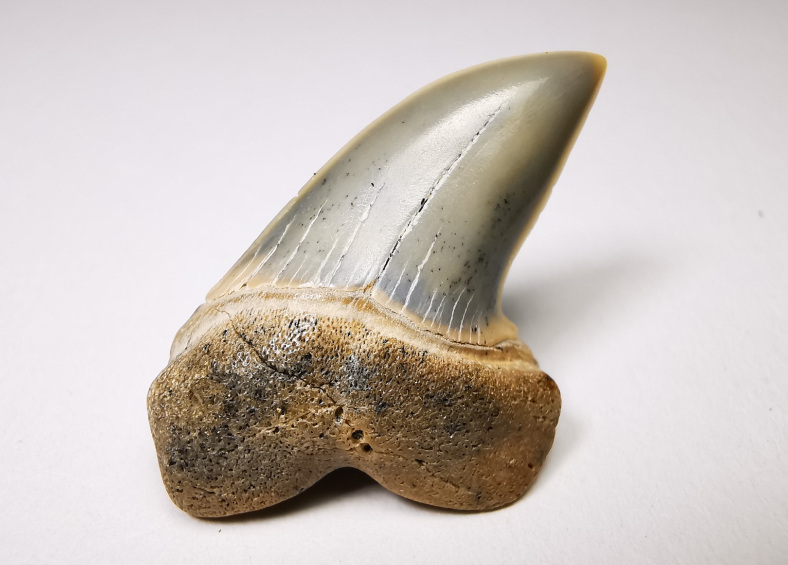 shark tooth: Cosmopolitodus planus - Miocene - Bakersfield, California - USA