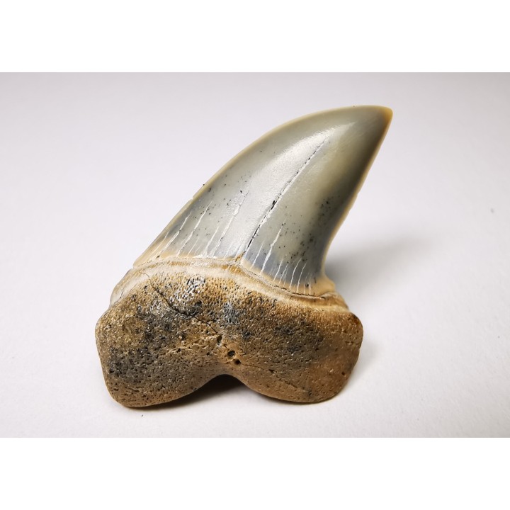 shark tooth: Cosmopolitodus planus - Miocene -  Bakersfield, California - USA