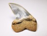 shark tooth: Cosmopolitodus planus - Miocene - Bakersfield, California - USA