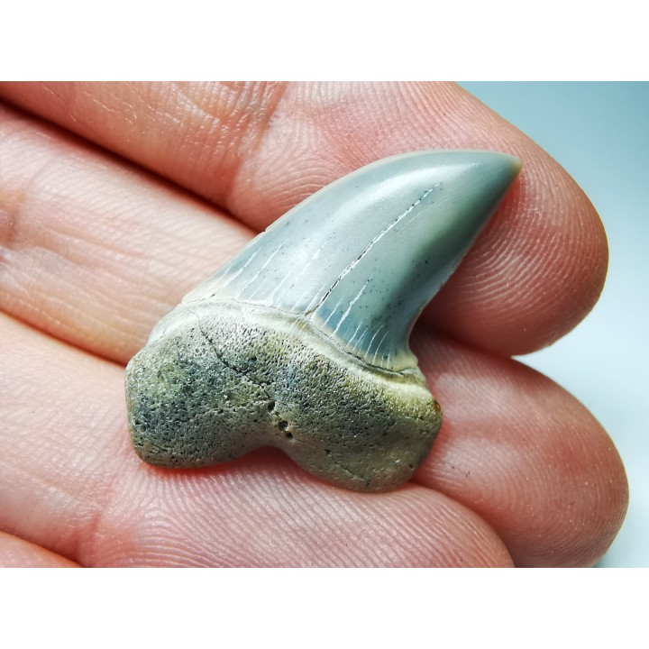 dent de requin: Cosmopolitodus planus - Miocène - Bakersfield, Californie - USA