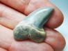 shark tooth: Cosmopolitodus planus - Miocene - Bakersfield, California - USA