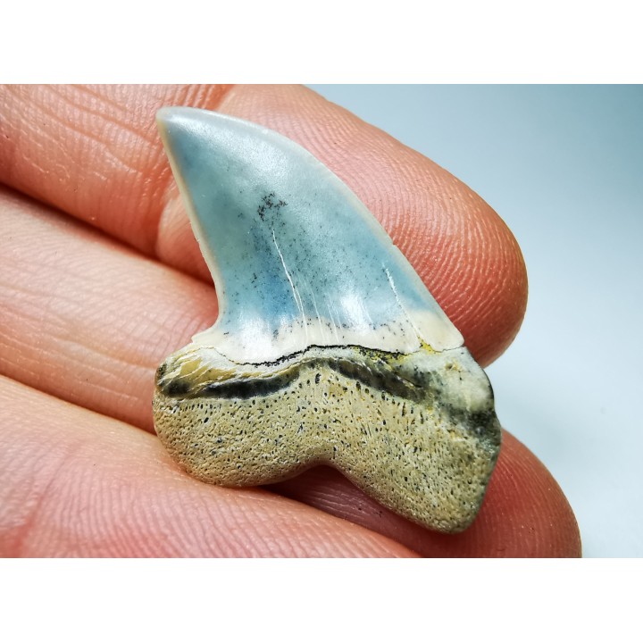dent de requin: Cosmopolitodus planus - Miocène - Bakersfield, Californie - USA