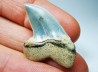 shark tooth: Cosmopolitodus planus - Miocene - Bakersfield, California - USA