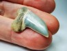 shark tooth: Cosmopolitodus planus - Miocene - Bakersfield, California - USA
