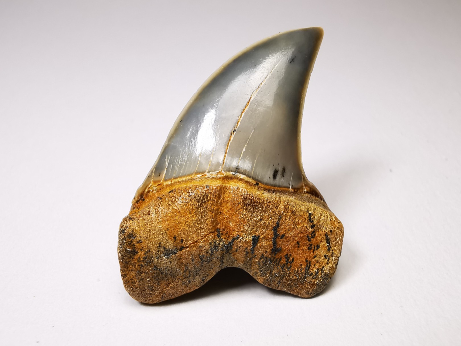shark tooth: Cosmopolitodus planus - Miocene - Bakersfield, California - USA