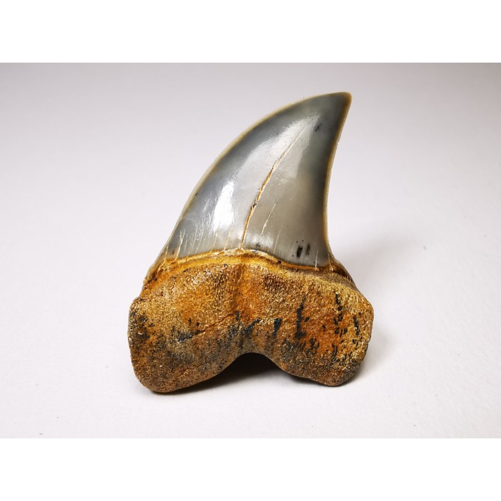 shark tooth: Cosmopolitodus planus - Miocene -  Bakersfield, California - USA