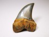 shark tooth: Cosmopolitodus planus - Miocene - Bakersfield, California - USA
