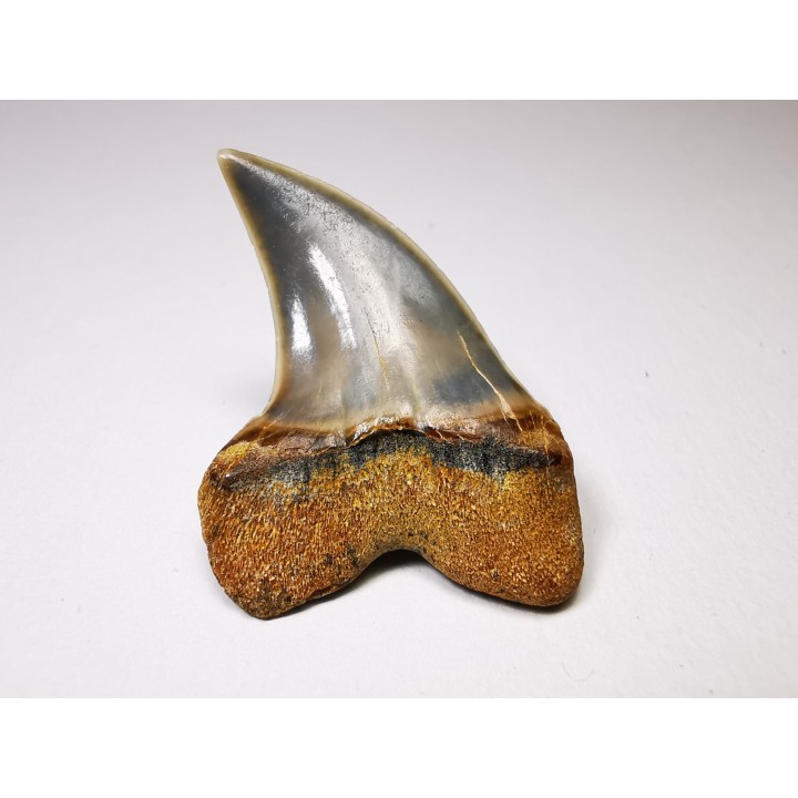 dent de requin: Cosmopolitodus planus - Miocène - Bakersfield, Californie - USA