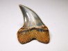 shark tooth: Cosmopolitodus planus - Miocene - Bakersfield, California - USA
