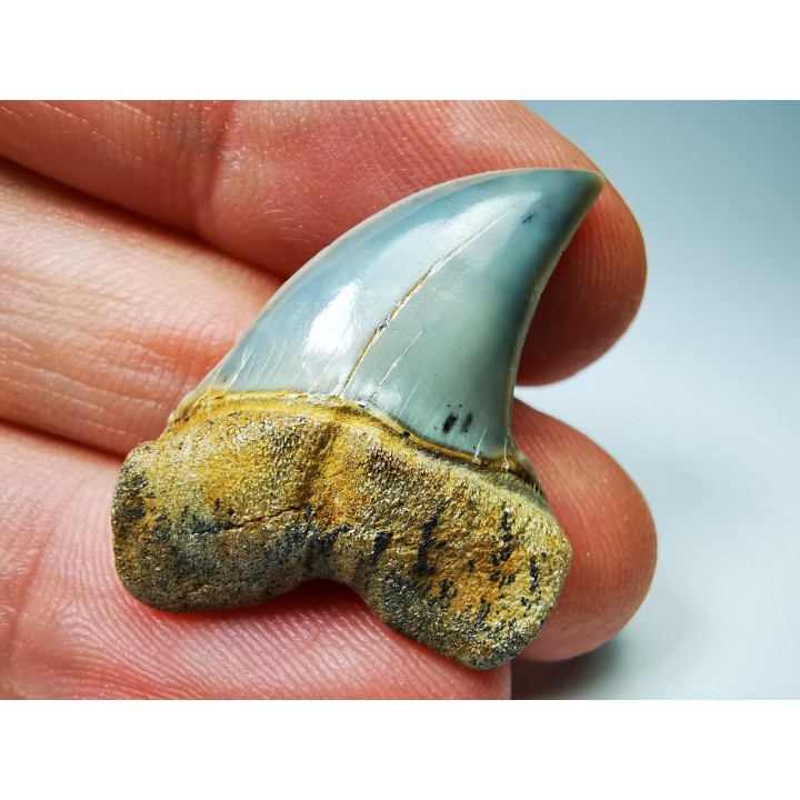 dent de requin: Cosmopolitodus planus - Miocène - Bakersfield, Californie - USA