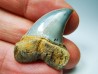 shark tooth: Cosmopolitodus planus - Miocene - Bakersfield, California - USA