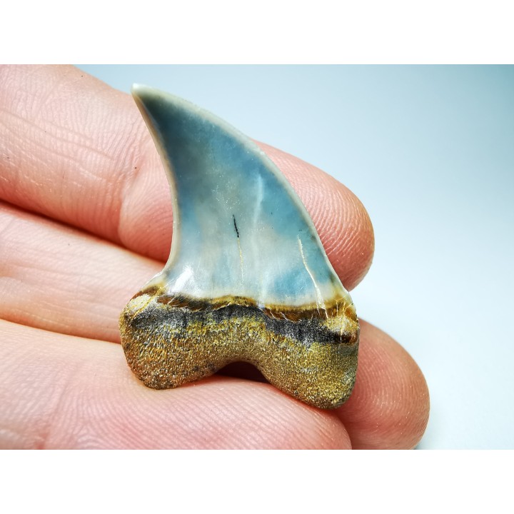shark tooth: Cosmopolitodus planus - Miocene -  Bakersfield, California - USA