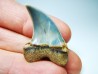 dent de requin: Cosmopolitodus planus - Miocène - Bakersfield, Californie - USA