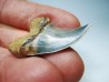 dent de requin: Cosmopolitodus planus - Miocène - Bakersfield, Californie - USA