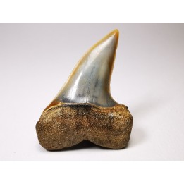 shark tooth: Cosmopolitodus planus - Miocene -  Bakersfield, California - USA