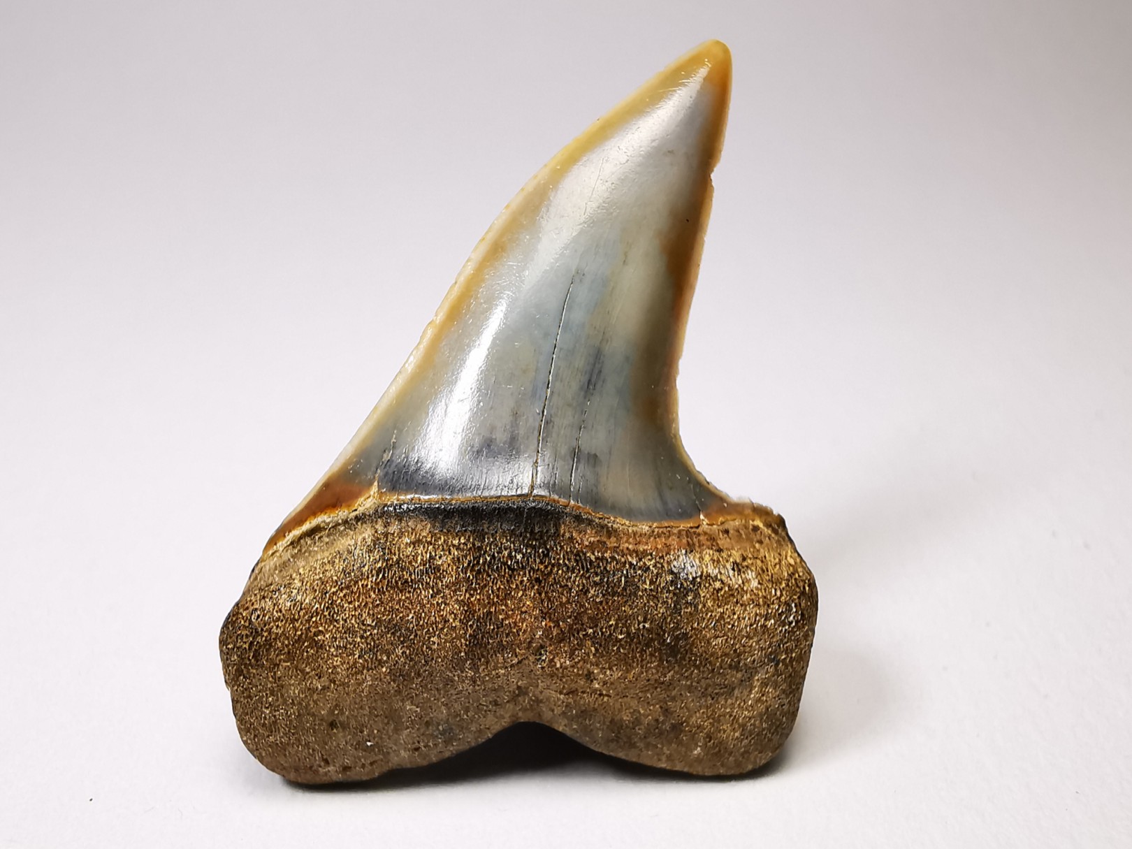 shark tooth: Cosmopolitodus planus - Miocene - Bakersfield, California - USA