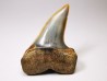 shark tooth: Cosmopolitodus planus - Miocene - Bakersfield, California - USA