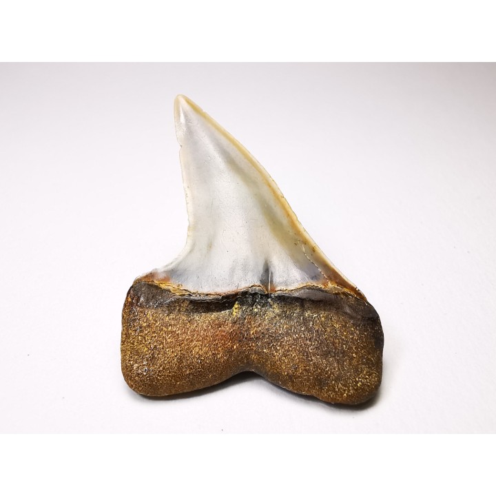 shark tooth: Cosmopolitodus planus - Miocene -  Bakersfield, California - USA
