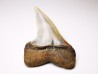 shark tooth: Cosmopolitodus planus - Miocene - Bakersfield, California - USA