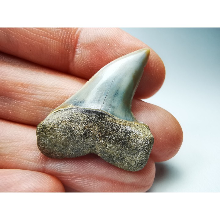 shark tooth: Cosmopolitodus planus - Miocene -  Bakersfield, California - USA