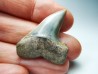 shark tooth: Cosmopolitodus planus - Miocene - Bakersfield, California - USA