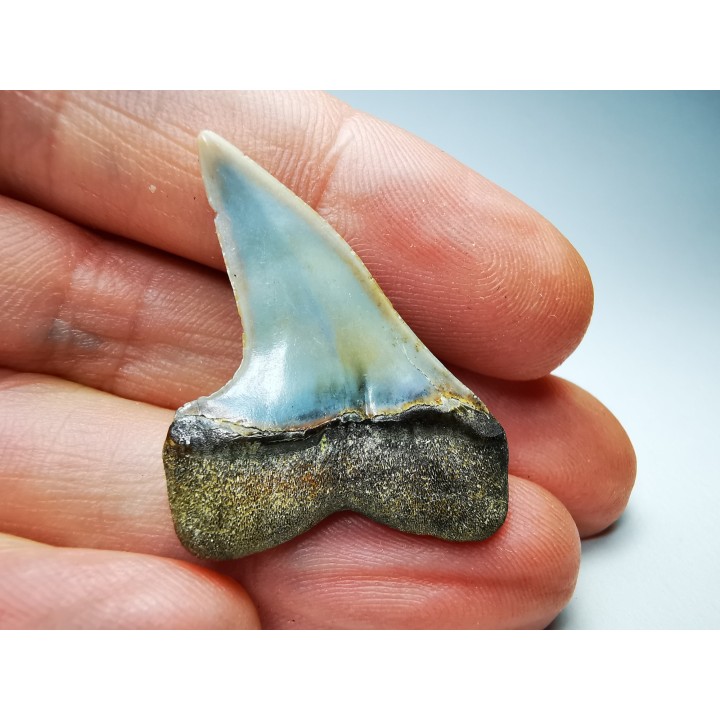 dent de requin: Cosmopolitodus planus - Miocène - Bakersfield, Californie - USA