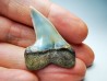 shark tooth: Cosmopolitodus planus - Miocene - Bakersfield, California - USA