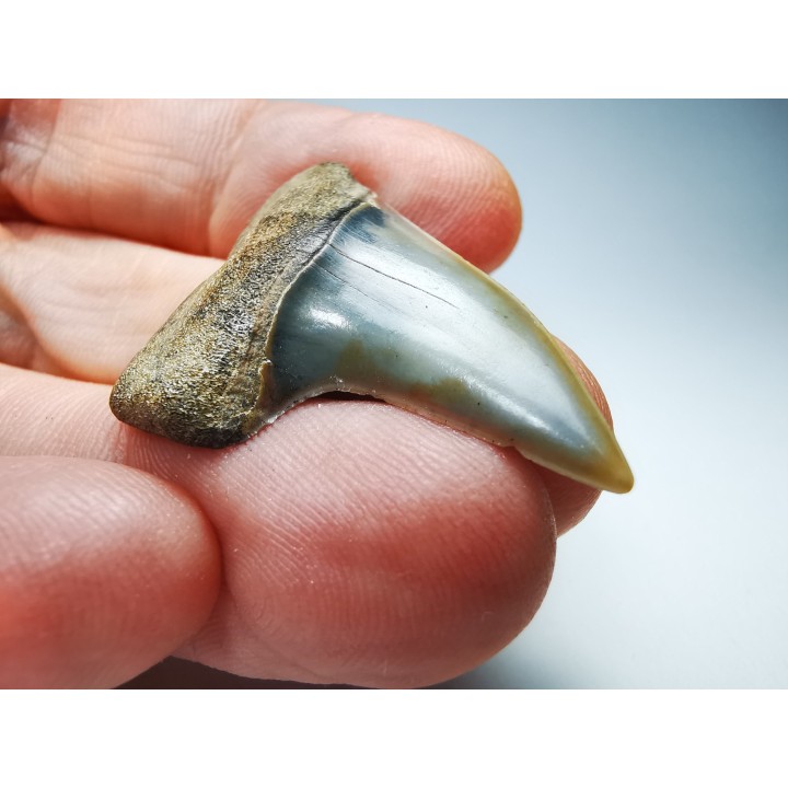 shark tooth: Cosmopolitodus planus - Miocene -  Bakersfield, California - USA