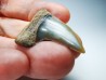 shark tooth: Cosmopolitodus planus - Miocene - Bakersfield, California - USA
