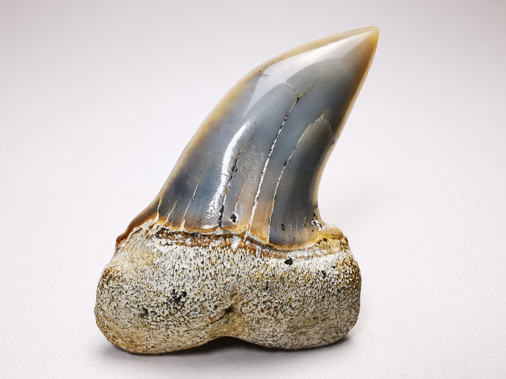 shark tooth: Cosmopolitodus planus - Miocene - Bakersfield, California - USA