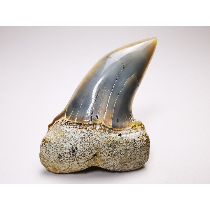 shark tooth: Cosmopolitodus planus - Miocene -  Bakersfield, California - USA