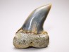 shark tooth: Cosmopolitodus planus - Miocene - Bakersfield, California - USA
