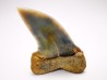 shark tooth: Cosmopolitodus planus - Miocene - Bakersfield, California - USA