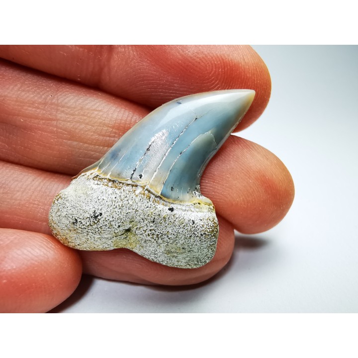 shark tooth: Cosmopolitodus planus - Miocene -  Bakersfield, California - USA