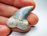 dent de requin: Cosmopolitodus planus - Miocène - Bakersfield, Californie - USA