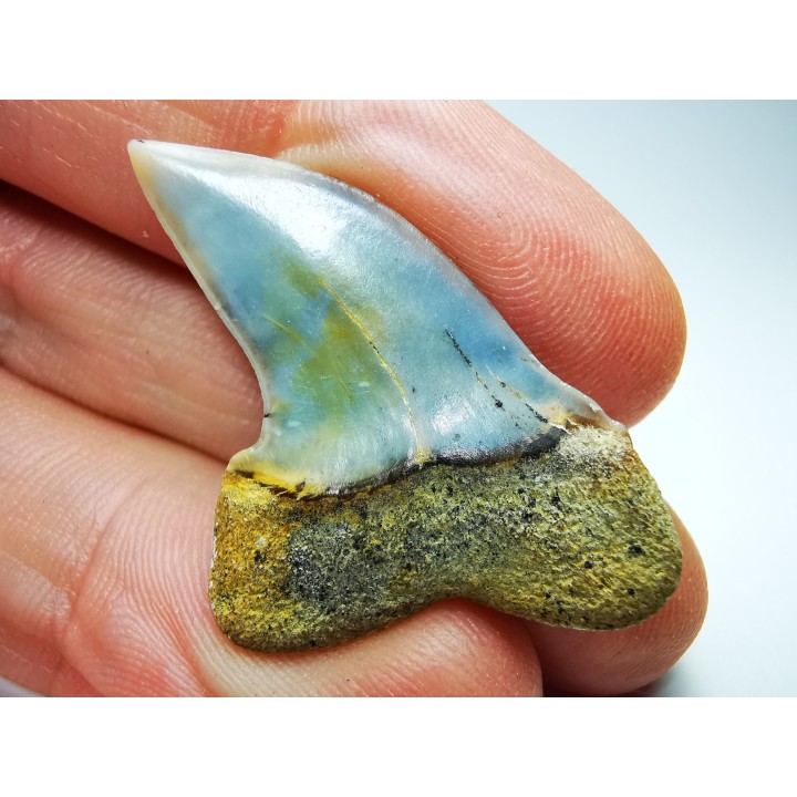 shark tooth: Cosmopolitodus planus - Miocene -  Bakersfield, California - USA