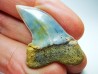 shark tooth: Cosmopolitodus planus - Miocene - Bakersfield, California - USA