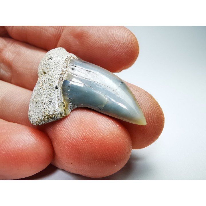 shark tooth: Cosmopolitodus planus - Miocene -  Bakersfield, California - USA