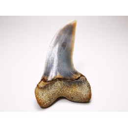 dent de requin: Cosmopolitodus planus - Miocène - Bakersfield, Californie - USA