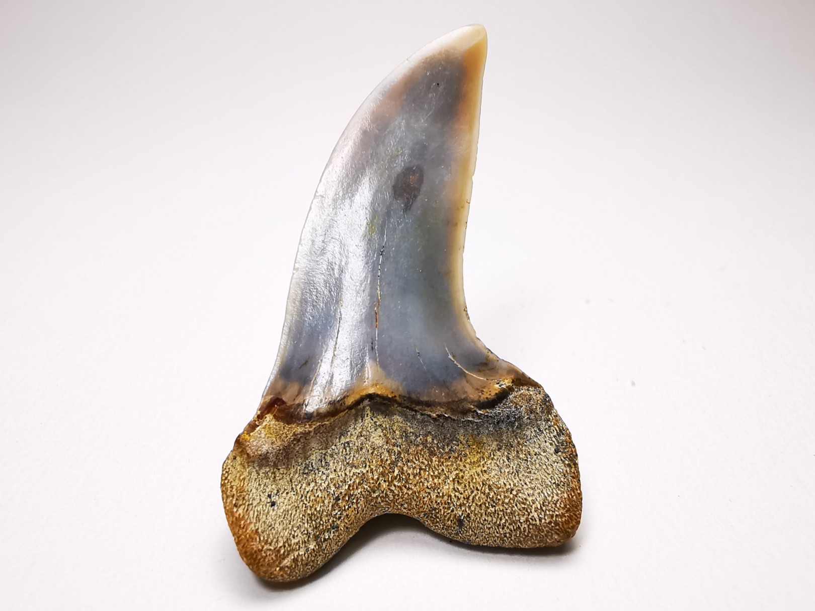 shark tooth: Cosmopolitodus planus - Miocene - Bakersfield, California - USA
